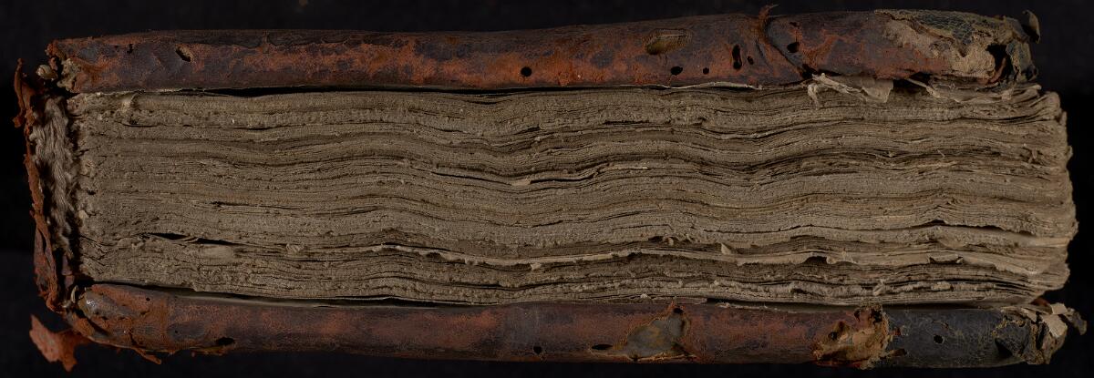 Fore edge, Gaster Hebrew MS 323 (Trilingual Leviticus–Deuteronomy)